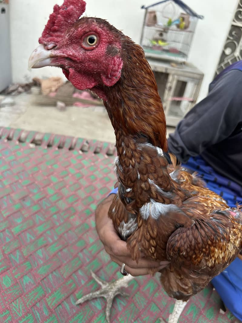 3 اصیل مرغے برائے فروخت 5