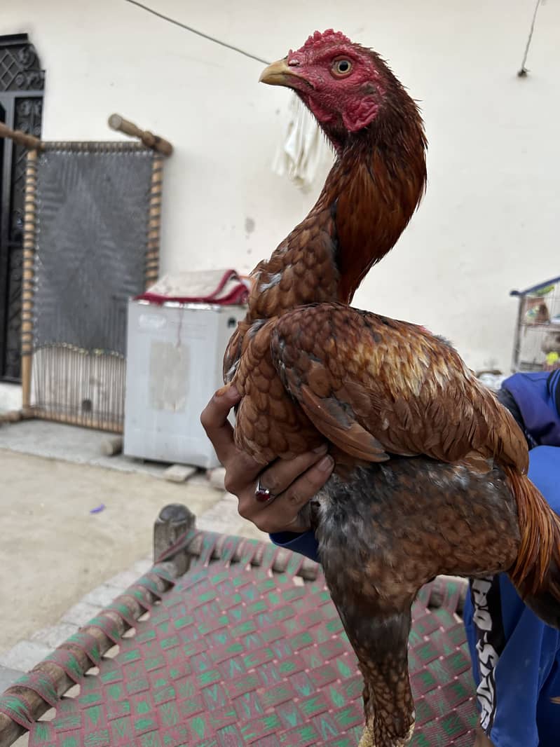 3 اصیل مرغے برائے فروخت 6