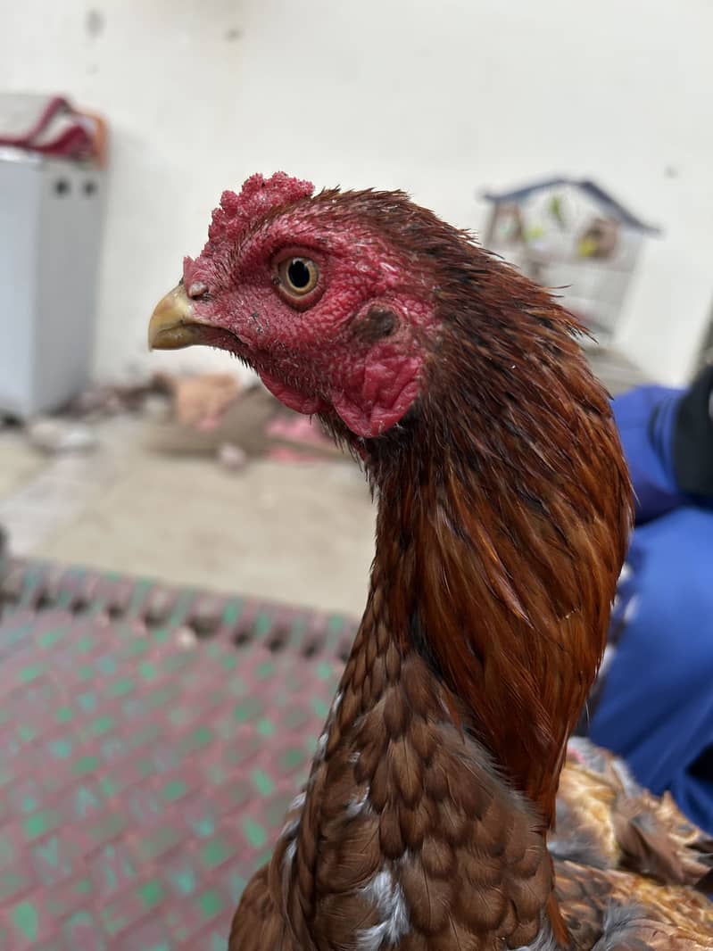 3 اصیل مرغے برائے فروخت 7