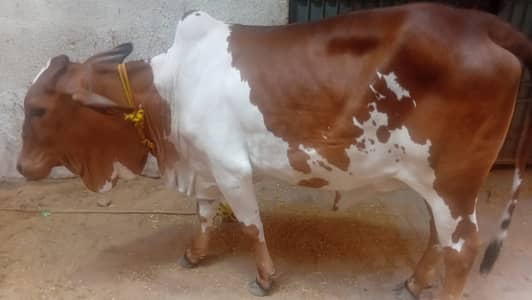qurbani bachrey for sale | cow for sale | bachri | qurbani 2026