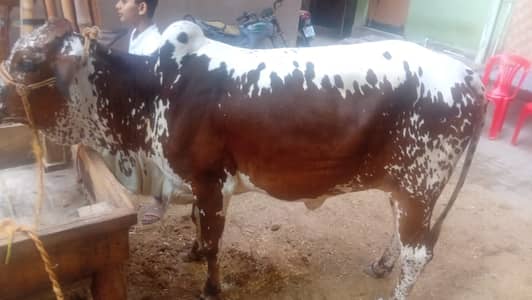 qurbani bachrey for sale | cow for sale | bachri | qurbani 2026