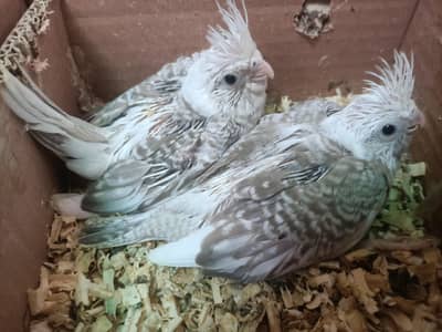 free flight Cockatiels and chiks