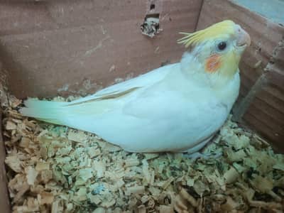 cockatiel chiks
