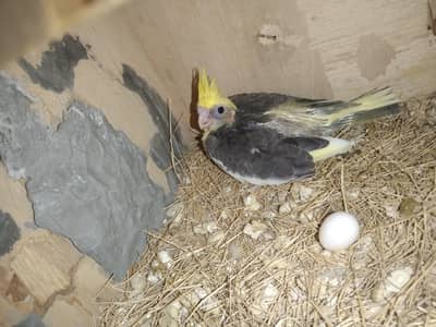 Ringneck/Cocktail Chicks for handtame purpose