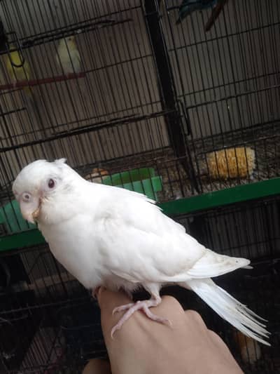 Ringneck/Cocktail Chicks for handtame purpose