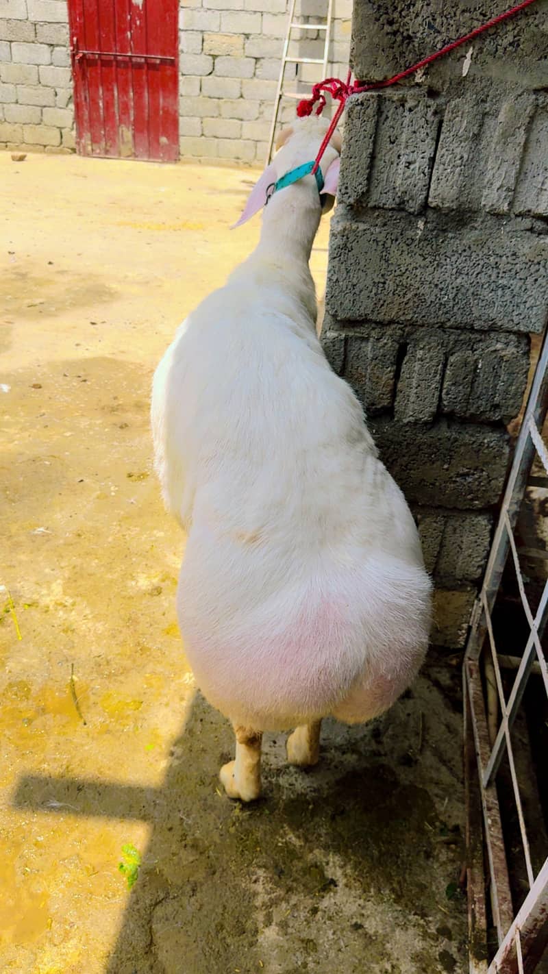 Sheep 0