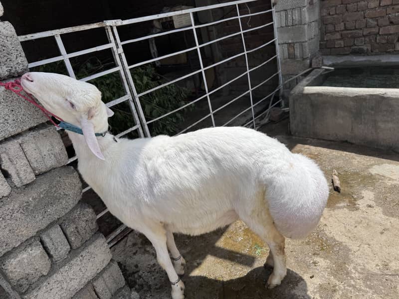 Sheep 4