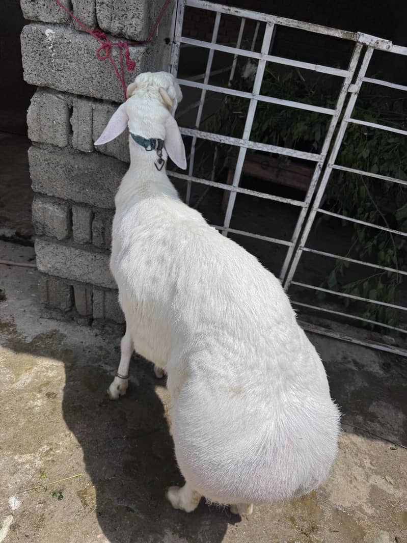 Sheep 5