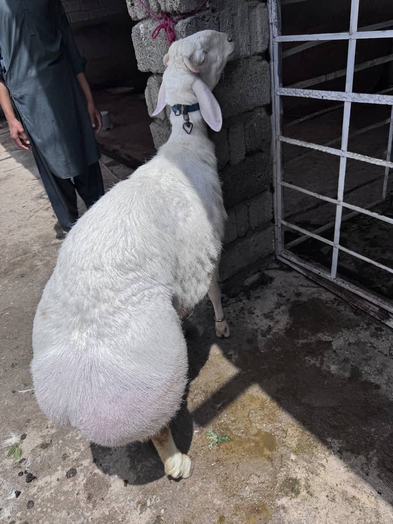 Sheep 6