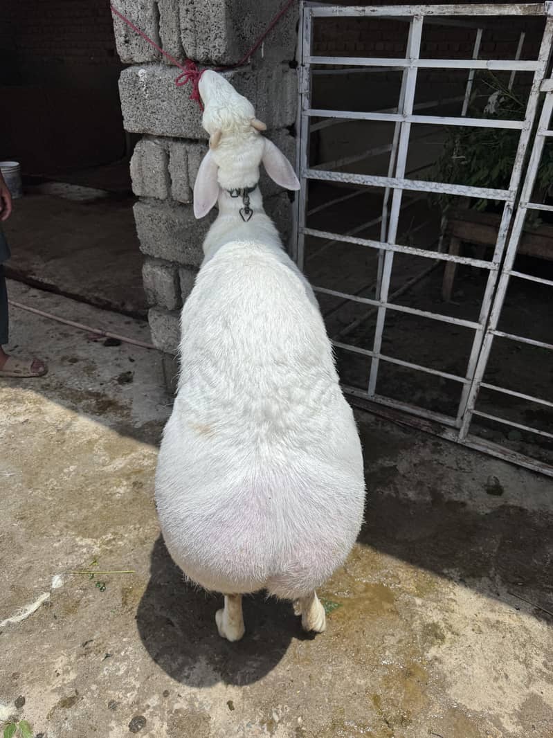 Sheep 7