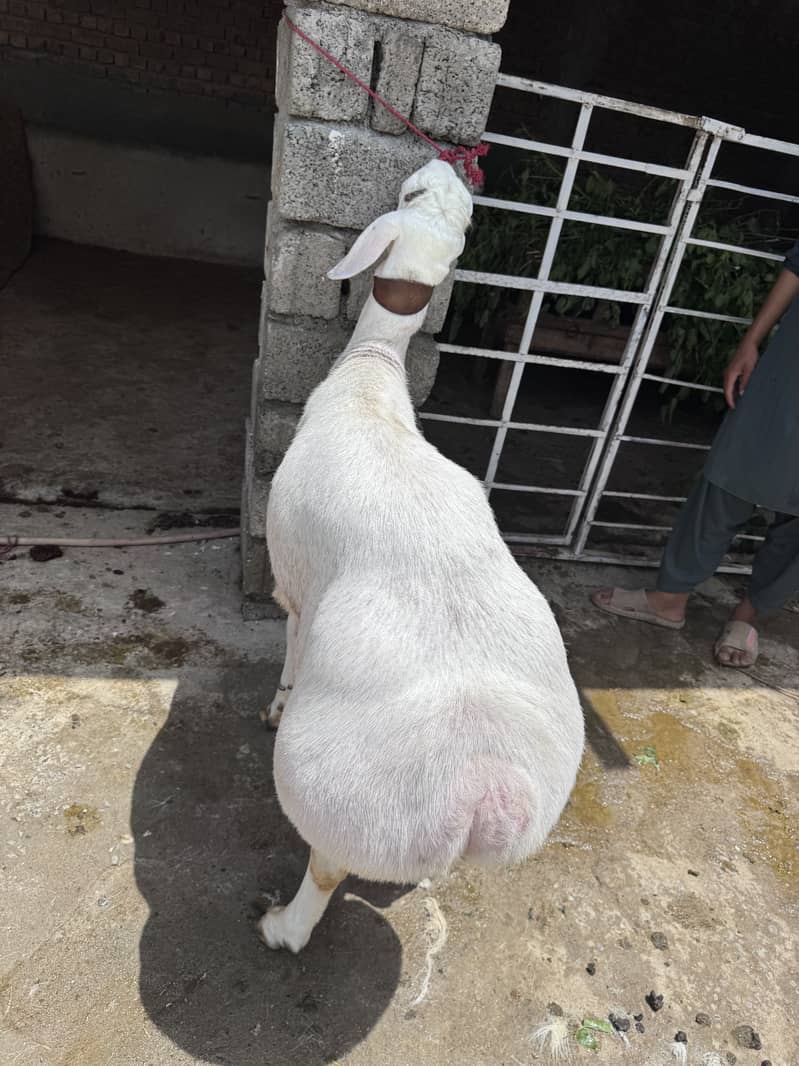 Sheep 8