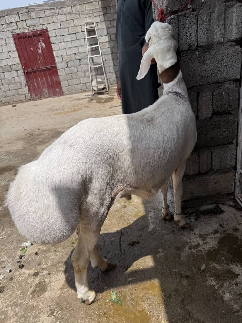 Sheep 9