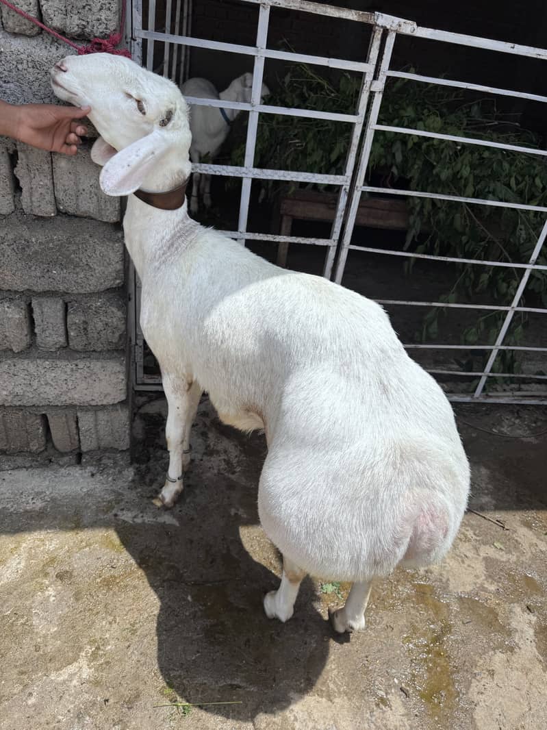 Sheep 10