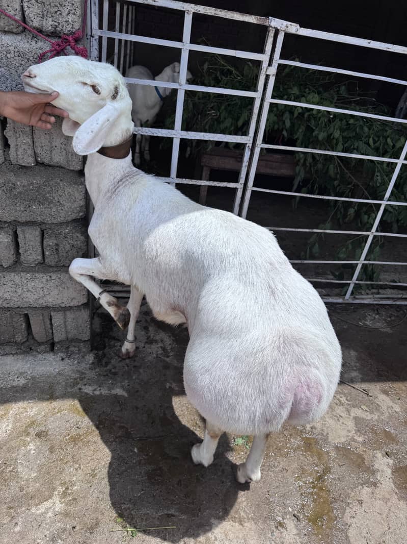 Sheep 11