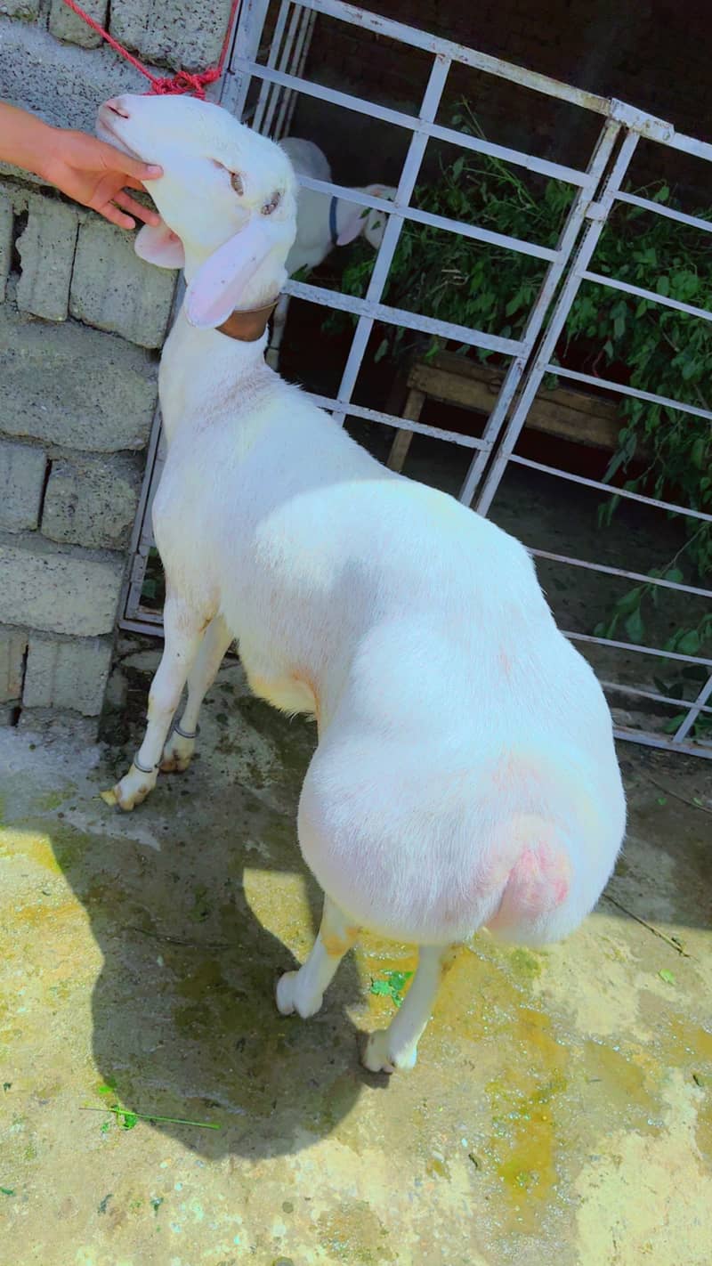 Sheep 12
