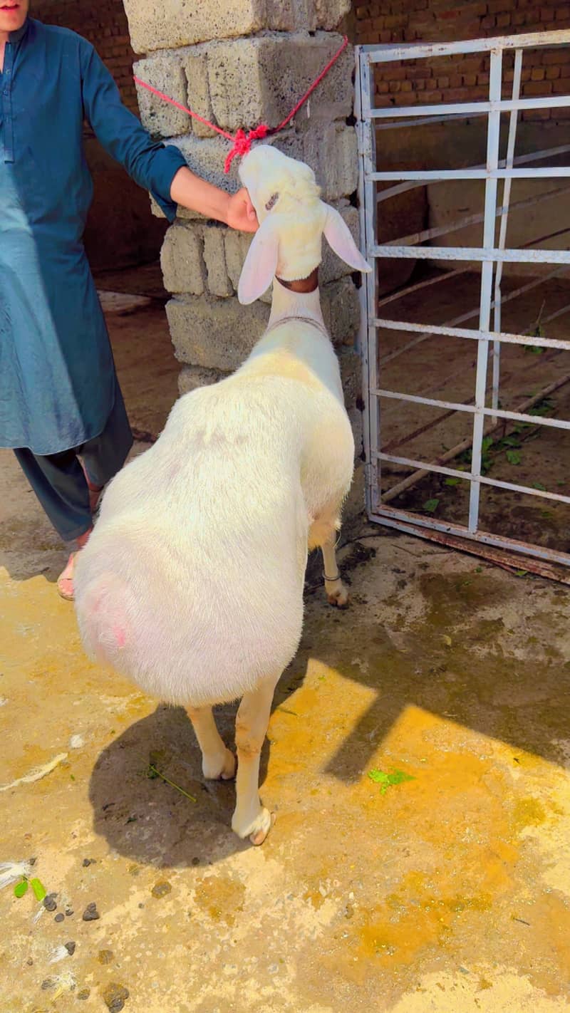 Sheep 13