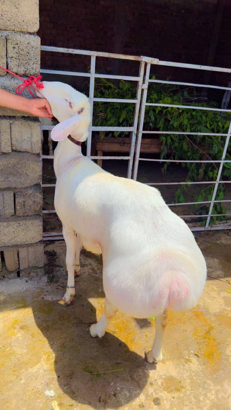 Sheep 14