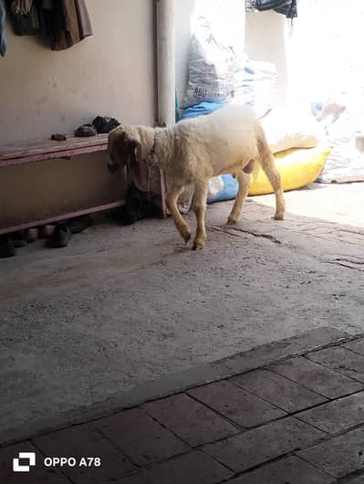 male sheep
