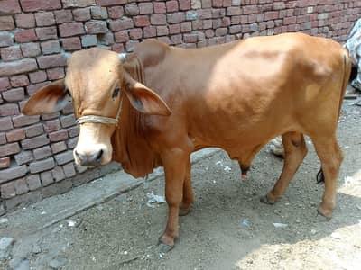 sahiwal wacha