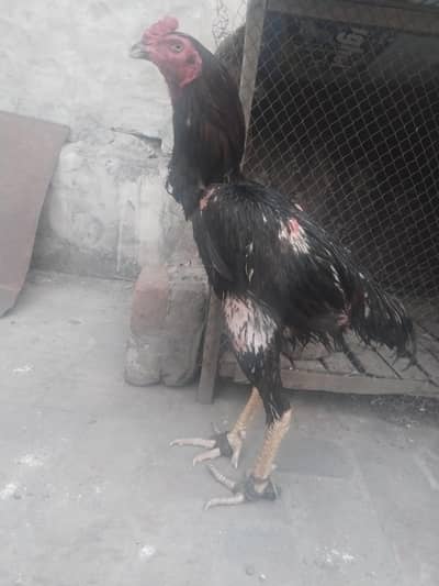 Thai burmi patha or  breeder murga