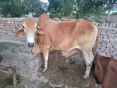 wacha for sell