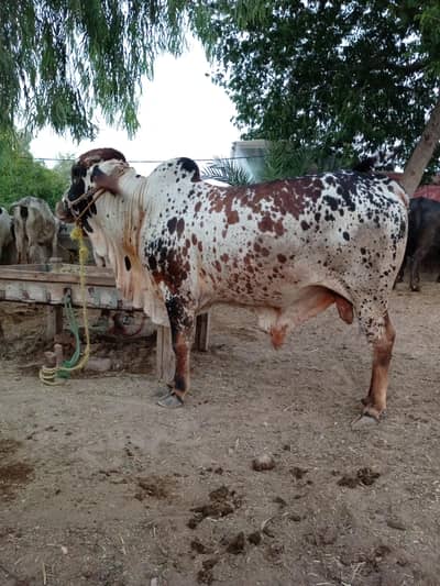 2 dant qubarani vala bull for say