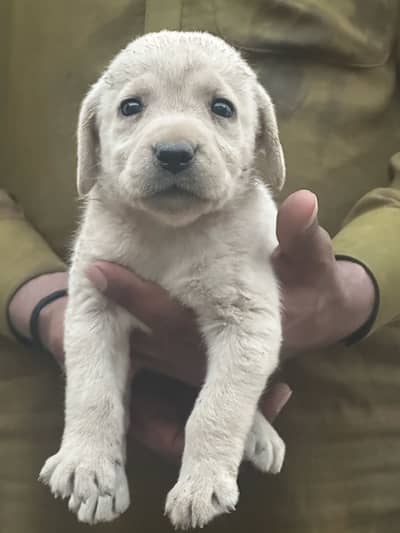 Labra dog female