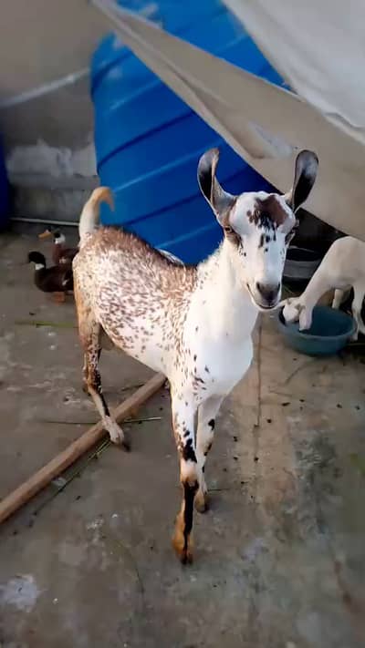 خوبصورت ٹیڈی بربری بکرا برائے فروخت | صحت مند اور ایکٹو