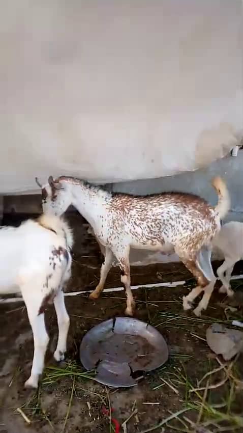 خوبصورت ٹیڈی بربری بکرا برائے فروخت | صحت مند اور ایکٹو 2
