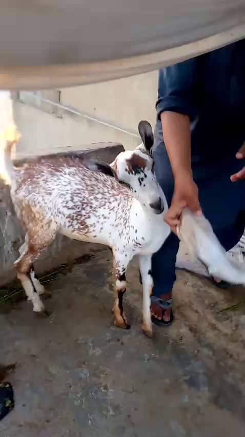 خوبصورت ٹیڈی بربری بکرا برائے فروخت | صحت مند اور ایکٹو 3