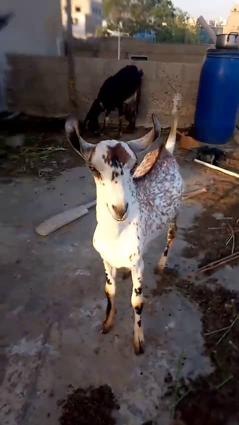 خوبصورت ٹیڈی بربری بکرا برائے فروخت | صحت مند اور ایکٹو 4