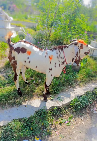 Bakra For Sale