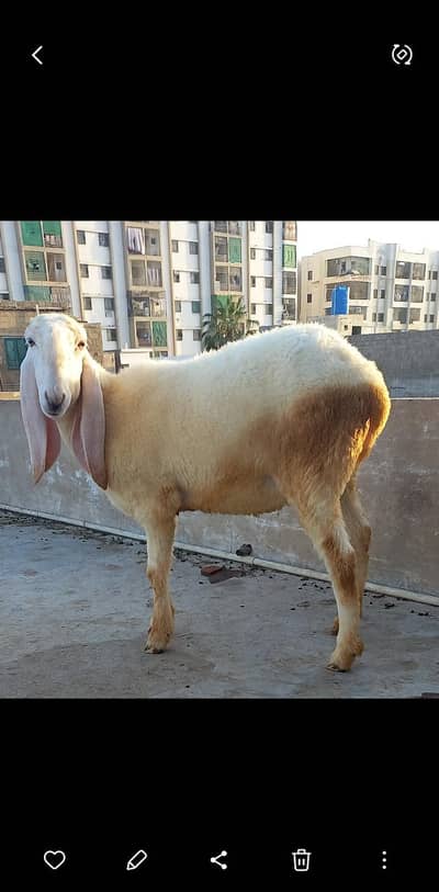 2 yer female