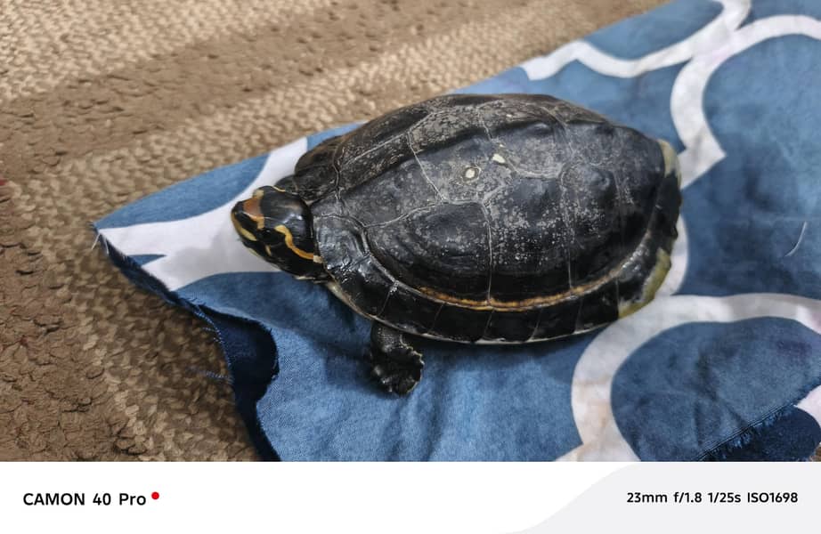 turtle 0