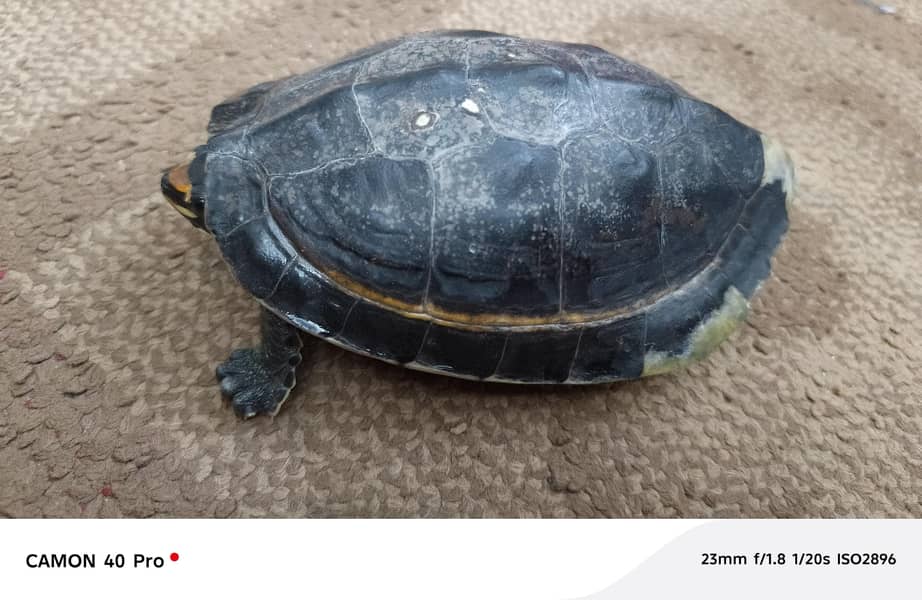 turtle 1