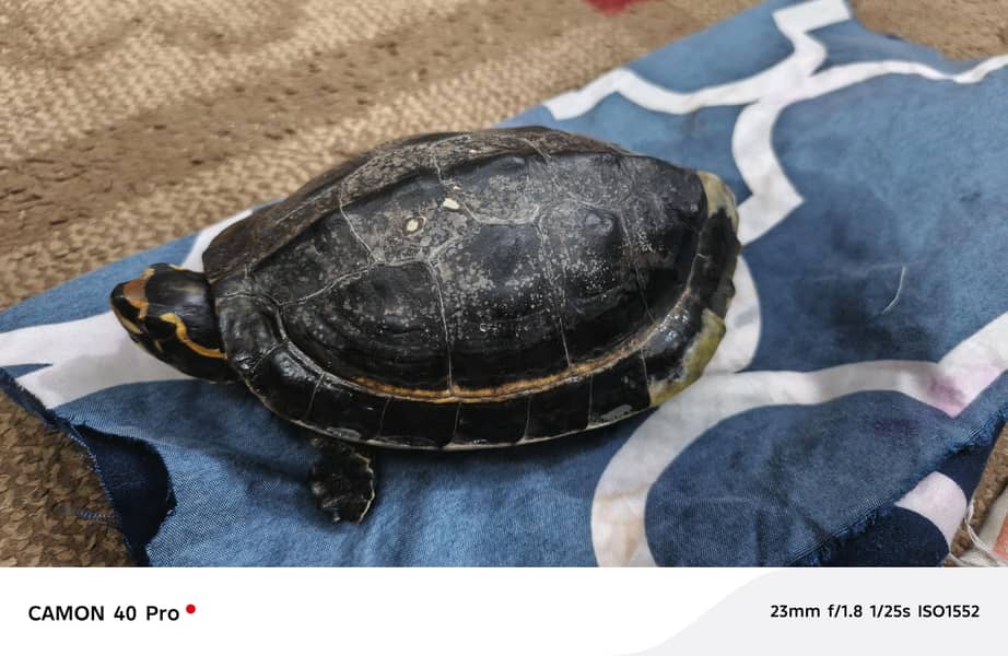turtle 2