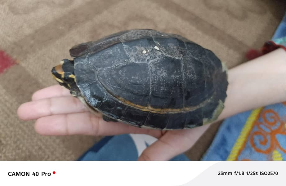 turtle 3
