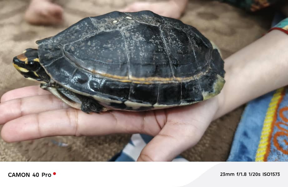 turtle 4