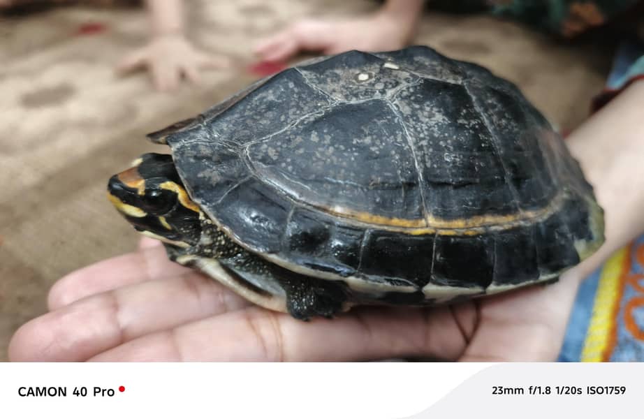 turtle 5