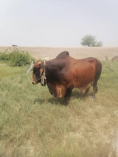 PREMIUM HEAVY-WEIGHT SAHIWAL BULL FOR SALE — QURBANI 2026 