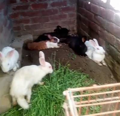 breeder rabbit for sale