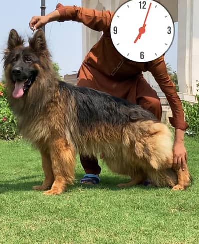 German Shepherd mail dog | Long Coat mail | Dog For Sale