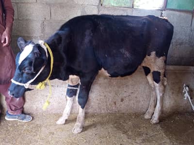 Jersey Friesian bachri available