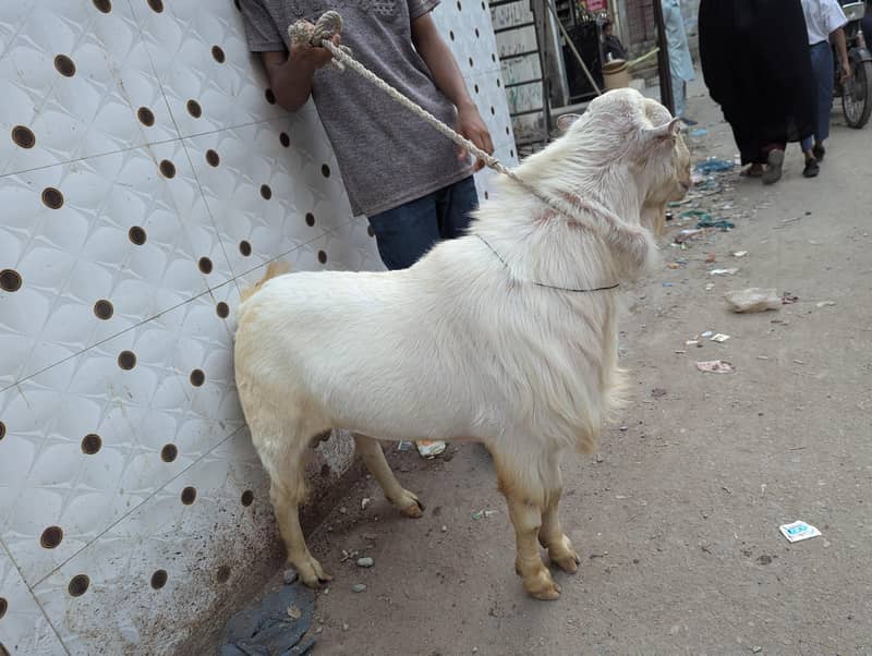 Teda Bakra 0