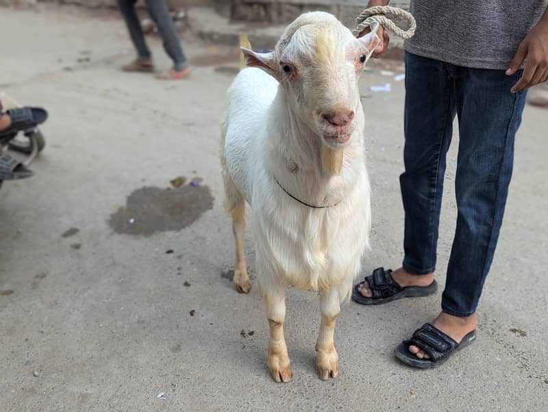 Teda Bakra 1
