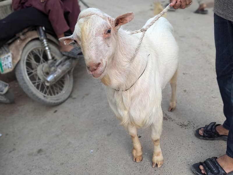 Teda Bakra 2