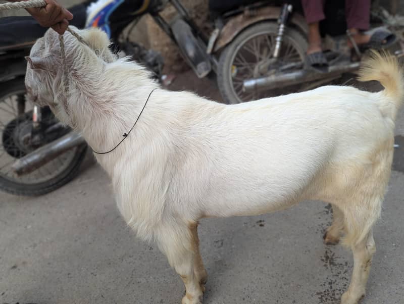 Teda Bakra 3