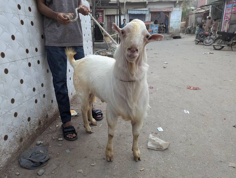 Teda Bakra 4