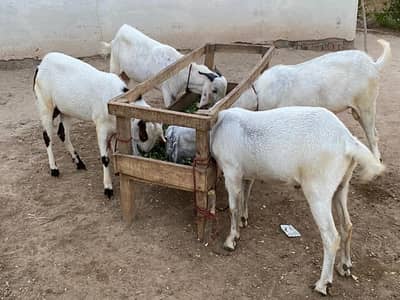 white bakra