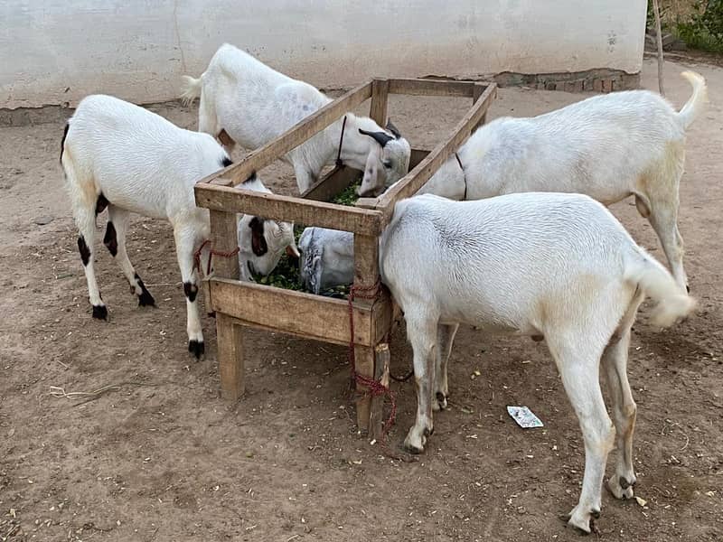 white bakra 0